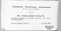 Inocybe geophylla var. lilacina image